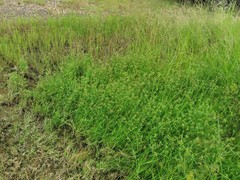 Fuirena simplex aristulata