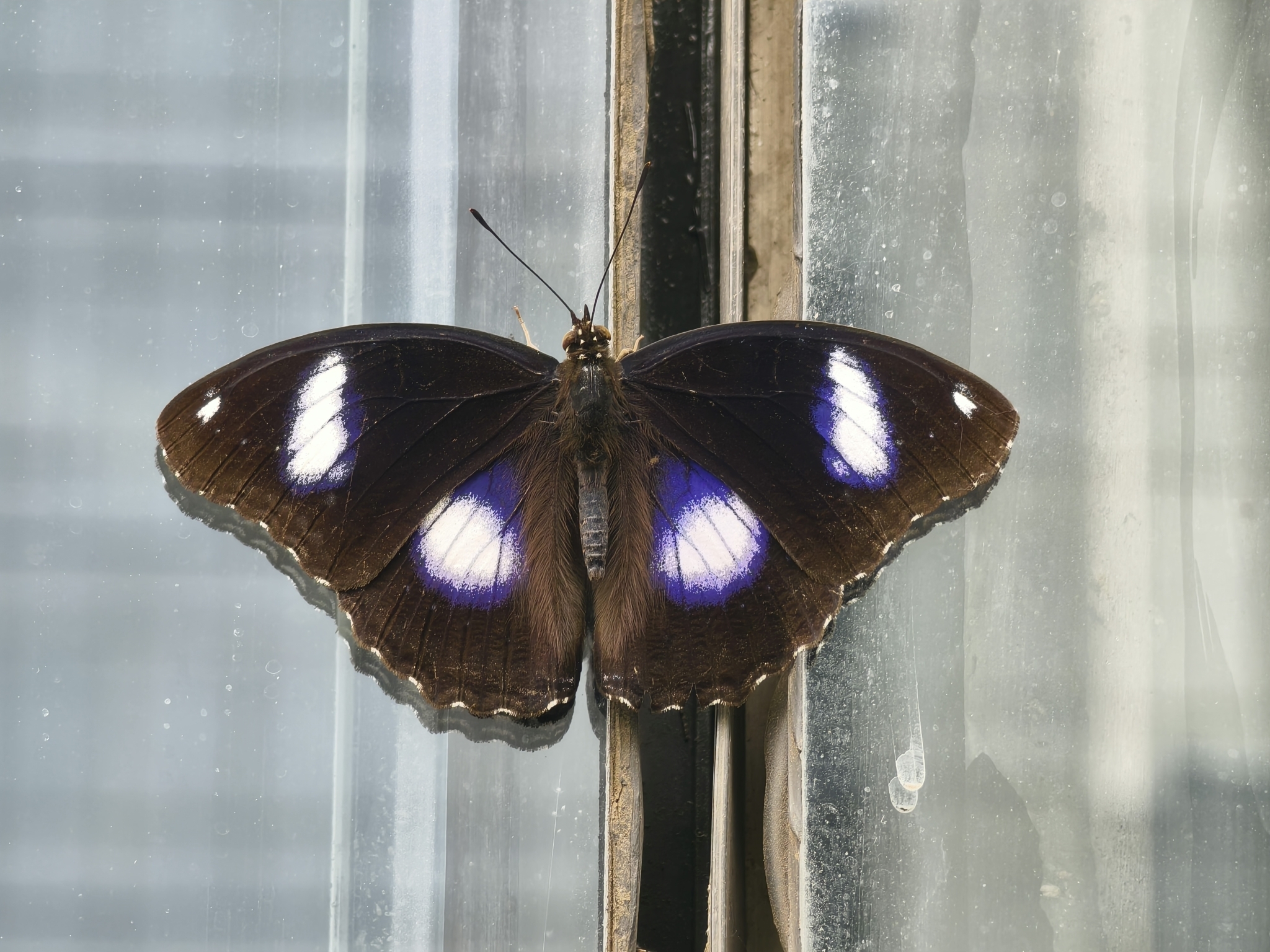 Great Eggfly