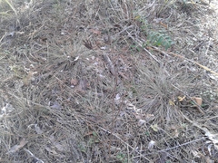 Astragalus suffruticosus