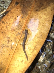 Patch-Nosed Salamander photo 4