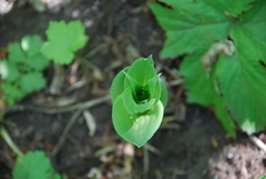 Epipactis papillosa