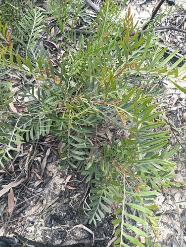 Grevillea sessilis, photograph 1