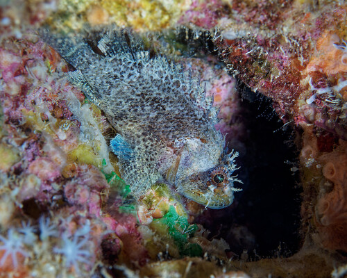 Common scorpionfish (Scorpaenodes guamensis) — Scorpaenidae — 5