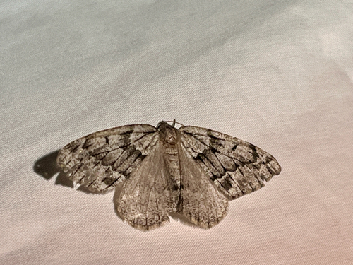 iNaturalist observation photo of Packard's Girdle