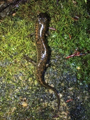 Desmognathus folkertsi
