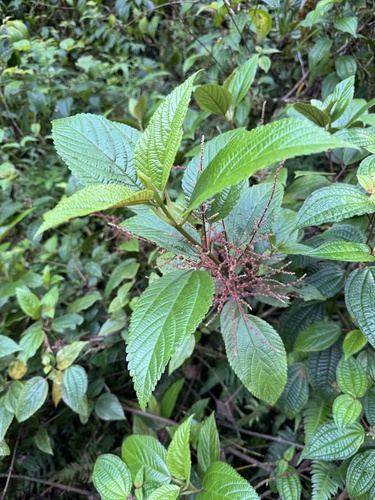 Boehmeria grandis observed 2025-06-29