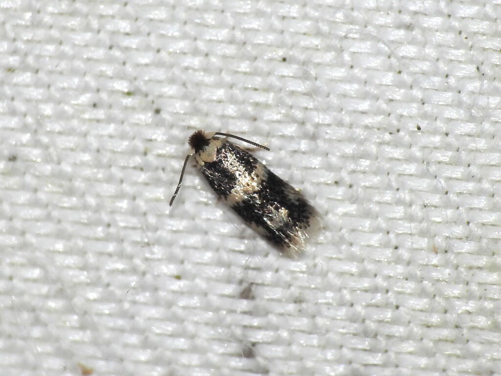 Norway Maple Seedminer Moth