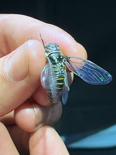 iNaturalist observation photo of Mountain Cicada