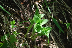 Epipactis papillosa
