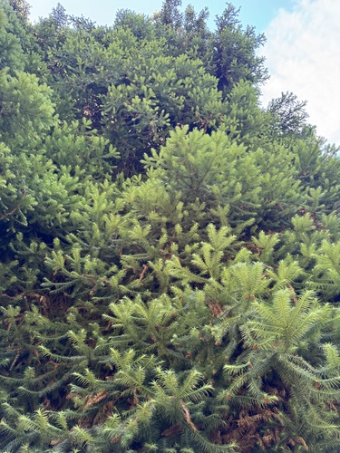 Cunninghamia lanceolata observed 2025-07-02