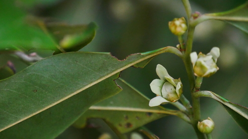 Guatteria modesta