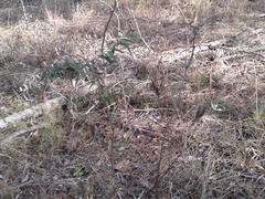 Astragalus suffruticosus