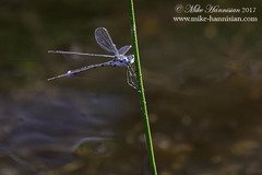 Lestes australis