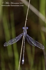 Lestes australis