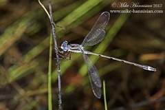 Lestes australis