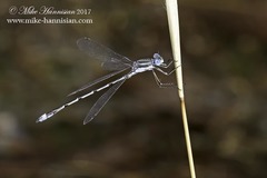 Lestes australis