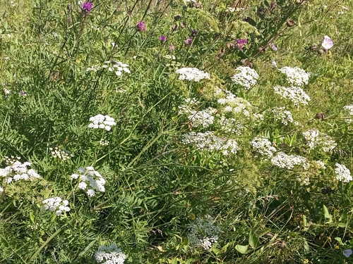 Greater Water-parsnip