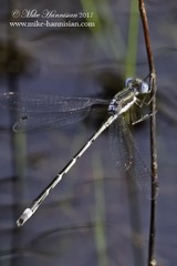 Lestes australis