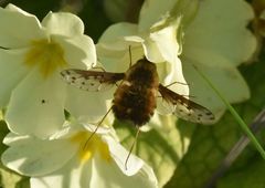 Bombylius discolor