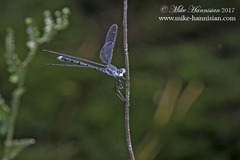 Lestes australis