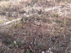 Astragalus suffruticosus