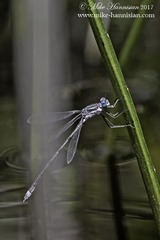 Lestes australis