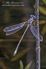 Lestes australis