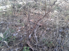 Astragalus suffruticosus