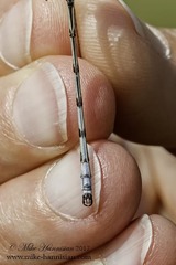 Lestes australis