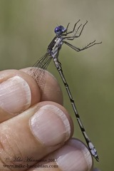 Lestes australis