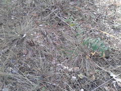 Astragalus suffruticosus