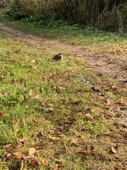 Turdus migratorius