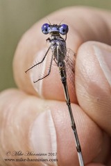 Lestes australis