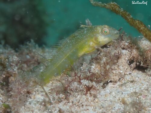 Cymolutes lecluse observed 2025-06-22