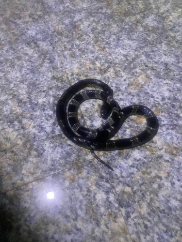 Malayan Krait