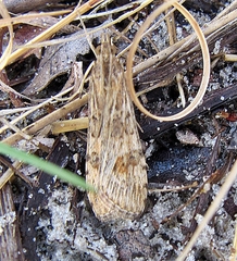 Image of Nomophila nearctica