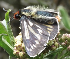 Metardaris cosinga