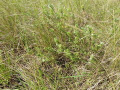 Lasiosiphon burchellii