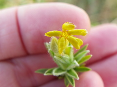 Lasiosiphon burchellii