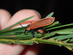 Rhinotia haemoptera