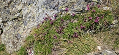Silene dinarica, photograph (c) Jens-Christian Svenning, some rights reserved (CC BY)