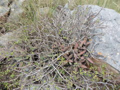 Aeollanthus parvifolius