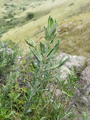 Athrixia phylicoides