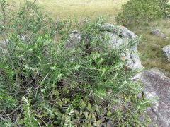 Athrixia phylicoides