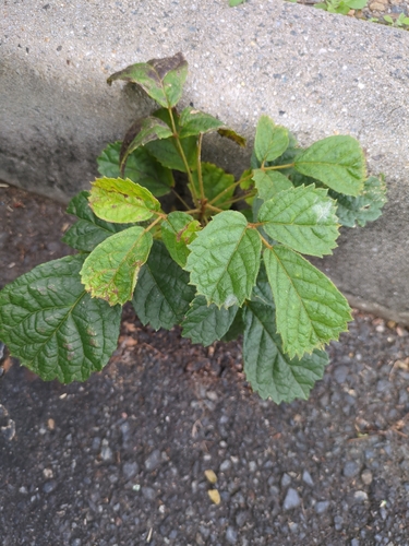 Handroanthus chrysotrichus