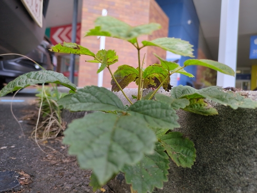 Handroanthus chrysotrichus