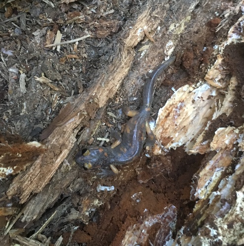 iNaturalist observation photo of Sierra Nevada Ensatina