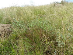 Lasiosiphon burchellii