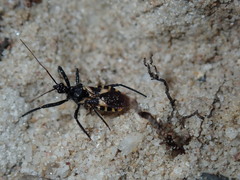 Catasphactes coprias