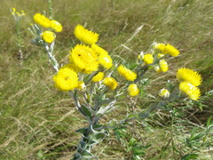 Helichrysum decorum